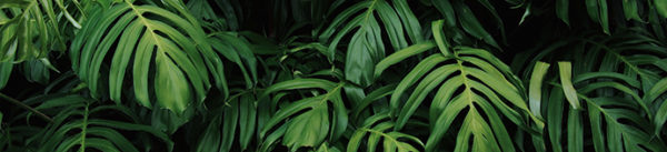 GM24 Philodendron